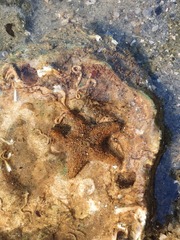 Aquilonastra coronata