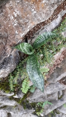 Sansevieria trifasciata