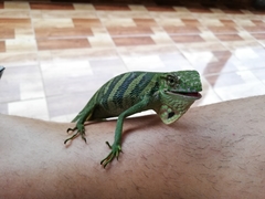 Polychrus gutturosus