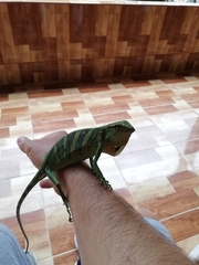 Polychrus gutturosus