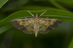 Ategumia adipalis