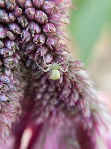 Triangle Crab Spider