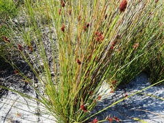 Hypodiscus alboaristatus