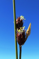 Hypodiscus alboaristatus