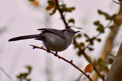 Polioptila lembeyei