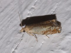 Epinotia solicitana
