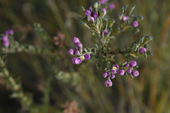 Comesperma retusum