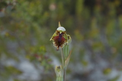 Calochilus herbaceus