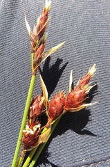 Hypodiscus alboaristatus