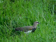 Vanellus chilensis