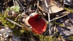 Sarcoscypha austriaca