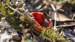 Sarcoscypha austriaca