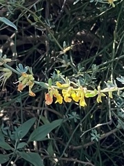 Acmispon glaber glaber