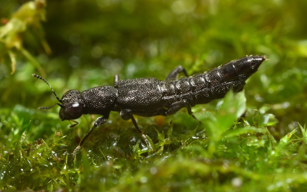 Stenus juno