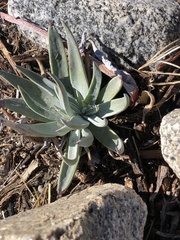 Dudleya saxosa