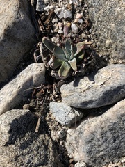Dudleya saxosa