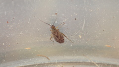 Plagiognathus verticalis