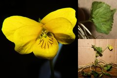 Viola eriocarpa