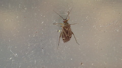 Plagiognathus verticalis