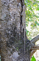 Urostrophus vautieri