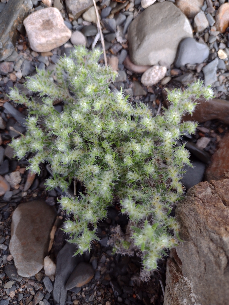 Johnstonella diplotricha