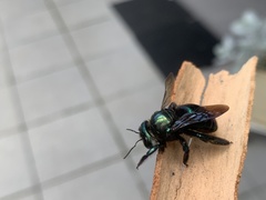 Xylocopa aerata