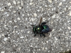 Xylocopa aerata