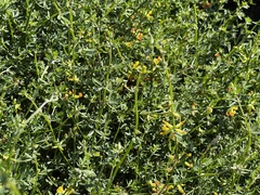 Acmispon junceus junceus