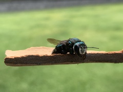 Xylocopa aerata
