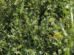 Acmispon junceus junceus