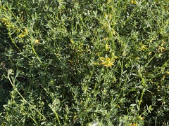 Acmispon junceus junceus