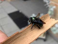 Xylocopa aerata