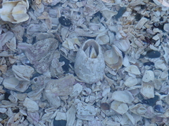 Austromegabalanus psittacus