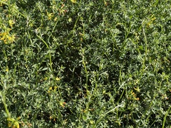 Acmispon junceus junceus