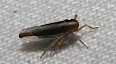 Kelisia curvata