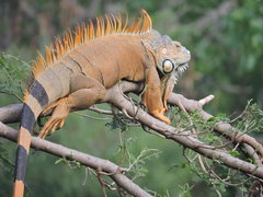 Iguana iguana