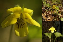 Viola eriocarpa