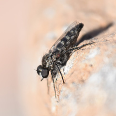 Backomyia