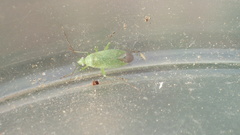Orthotylinae