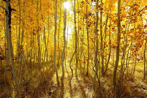 Populus tremuloides iNat (1)