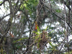 Aechmea mertensii