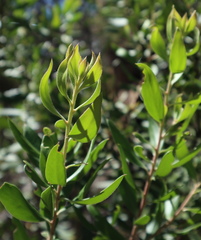 Persoonia cornifolia