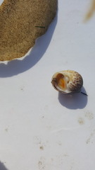 Paratectonatica tigrina