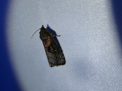 Cryptaspasma
