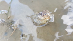 Paratectonatica tigrina