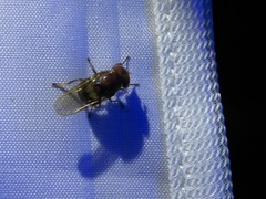 Copestylum chalybescens