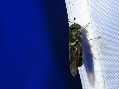 Hoplitimyia subalba