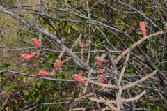 Pereskiopsis diguetii