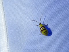 Paranapiacaba connexa