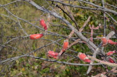 Pereskiopsis diguetii